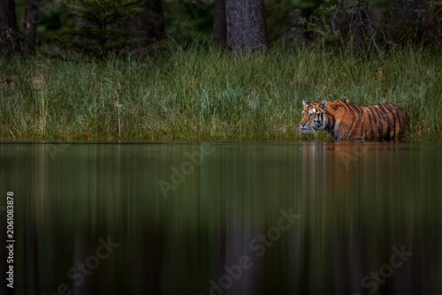 Amur tiger running in the water, Siberia. Dangerous animal, tajga, Russia. Wildlife nature. Animal in green forest stream. Siberian tiger splashing water.