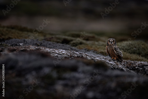Short-eared Owl, Asio flammeus sanfordi, rare endemic bird from Sea Lion Island, Fakland Islands, Owl in the nature habitat. Bird in habitat . Wildlife scene from nature. Late evening owl.