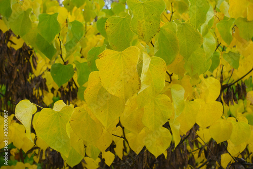 Foto Greenish yellow autumnal foliage of cercis canadensis in September