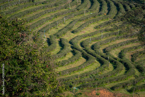 Scenic Green Tea Plantation Hills