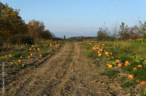 Dirt road passing through pumpkin field