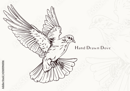 Vintage Hand Drawn Dove Illustration Timeless Peace Bird Artwork