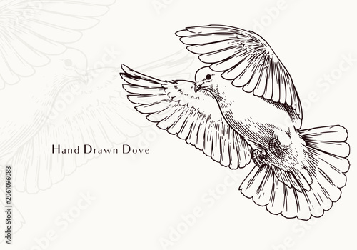 Flying Dove Hand Drawn Illustration Graceful Wildlife Bird Art
