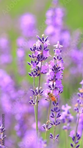 vertical video of  bee on lavender flowers, slow-motion