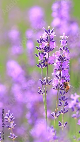 vertical video of  bee on lavender flowers, slow-motion