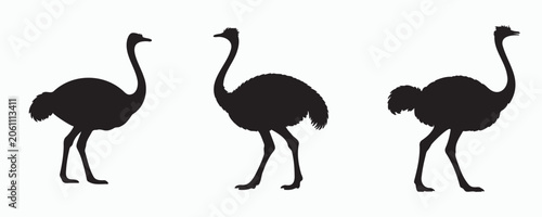 Schilderij op canvas Ostrich silhouette isolated on light background, large flightless bird illustration with long neck and legs, ideal for wildlife, safari, African fauna, and nature themes