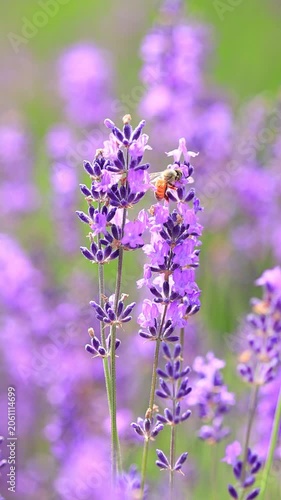 vertical video of  bee on lavender flowers, slow-motion