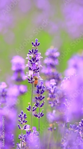 vertical video of  bee on lavender flowers
