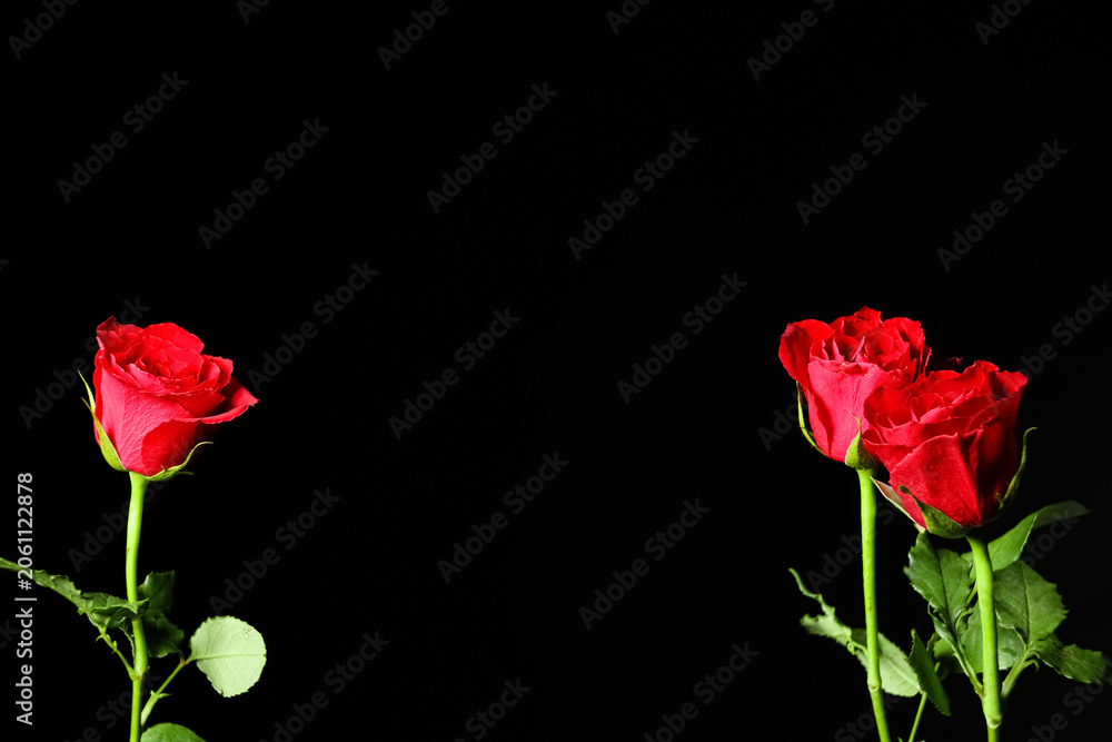 Fototapeta premium Beautiful red rose flowers on black background