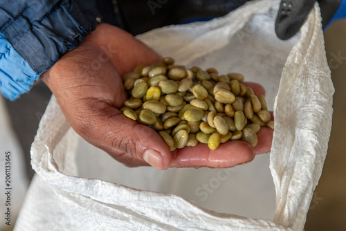 Person holding a handful of wet, green coffee beans over a light-colored sack, showcasing the fermentation stage of coffee processing at a farm in Panama's, Chiriqui region - stock photo