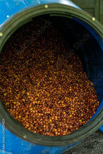 Coffee cherries undergoing fermentation in a large blue barrel as part of the processing method at a coffee farm in Boquete, Chiriqui, Panama - stock photo