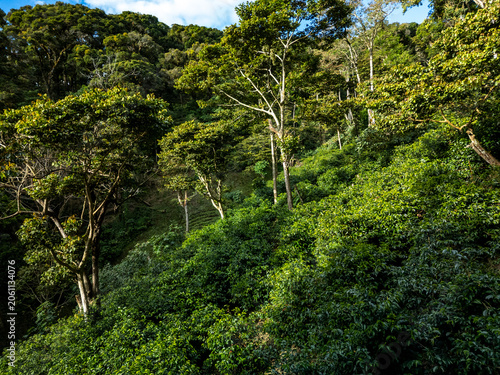 Lush green coffee plants thriving on a steep tropical hillside, cultivated for sustainable agriculture and producing high-quality coffee beans in Central America - stock photo