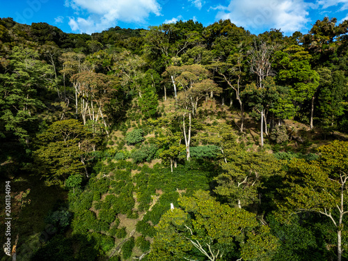 Aerial view showcasing a vibrant coffee farm in the mountainous region of Boquete, Chiriqui, Panama, with rows of coffee trees nestled among dense tropical forest under a bright blue sky - stock photo