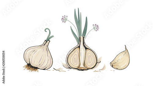 Fotografie Simple illustration of plant growth stages from seed to mature plant with roots