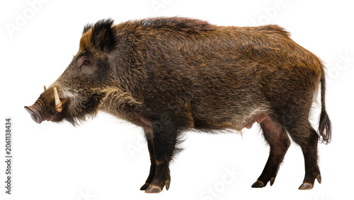 Wild boar with tusks and shaggy fur profile view