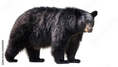 Konstfotografi Black bear standing on white