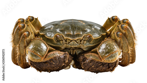 Fotografie Hairy crab with green shell and brown claws