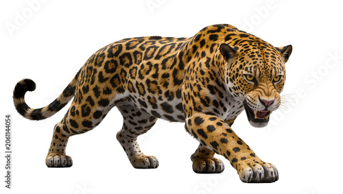 Canvastavla Jaguar snarling with mouth open full body, walking forward