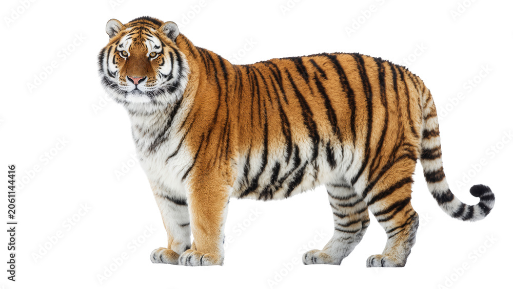 Obraz premium Majestic Bengal tiger with orange and black stripes, isolated on transparent background