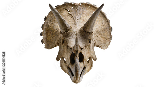 Fotografie Triceratops dinosaur skull with three horns and frill