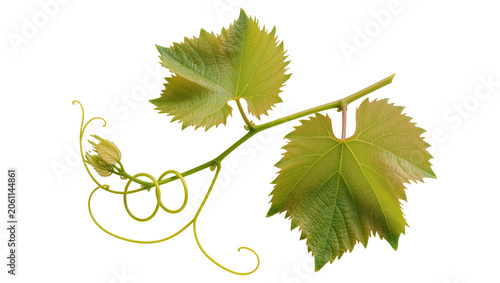 Quadro su tela Grapevine branch with leaves and tendrils