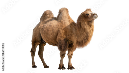Quadro su tela Two-humped Bactrian camel standing profile view