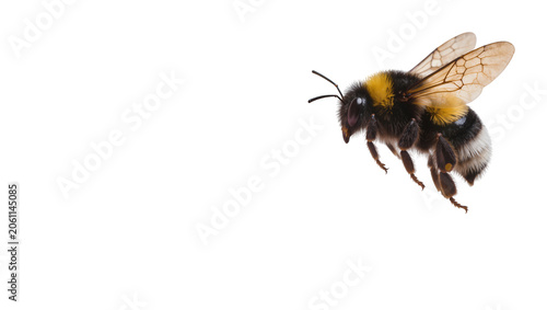 Bumblebee flying with fuzzy body and wings