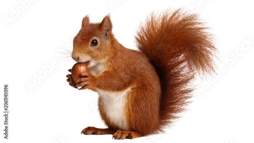 Red squirrel holding a hazelnut in its paws