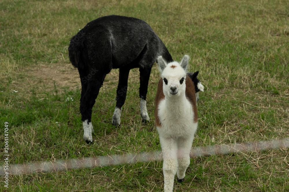 Fototapeta premium alpaka tier natur lama familie