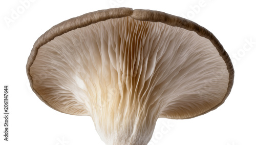 Foto Close-up of oyster mushroom gills and cap edge, isolated on transparent backgrou