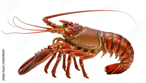 Принти на полотні Spiny Lobster Crustacean Seafood Marine Animal