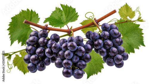 Quadro su tela Dark purple grapes with green leaves and vine