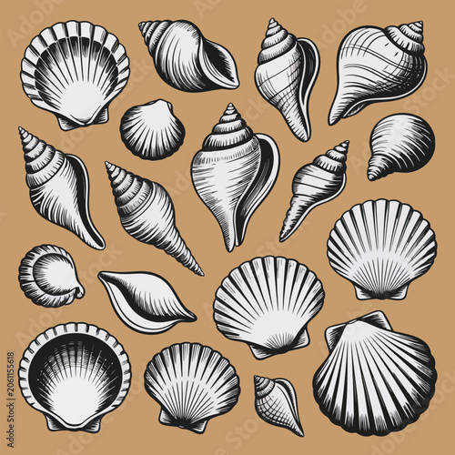 Nautical vector illustration set of antique sketch seashells on a solid background for design elements
