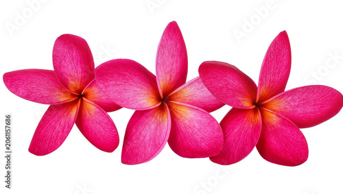 Three vibrant pink plumeria flowers with yellow centers