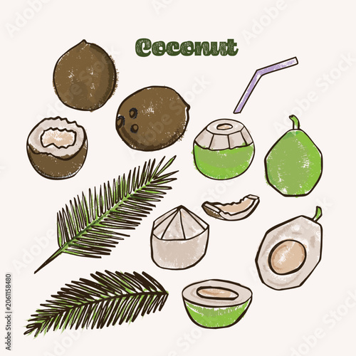 Coconut colorful hand drawn crayon doodle Illustration Set; Mature and young coconut design