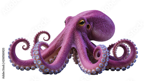 Foto Purple octopus with curled tentacles and visible suckers