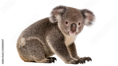 Photography Fluffy grey koala sitting on white surface