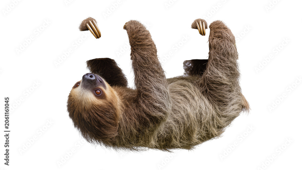 Obraz premium Three-toed sloth hanging upside down with claws visible