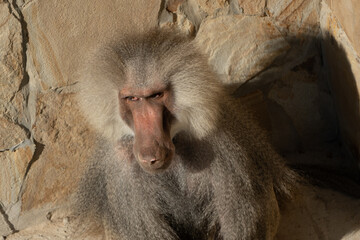 Baboon, Zoo, Animal - Close-up of a baboon in a zoo enclosure.