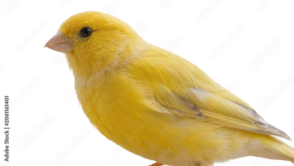 Fototapeta premium Bright yellow canary bird side view