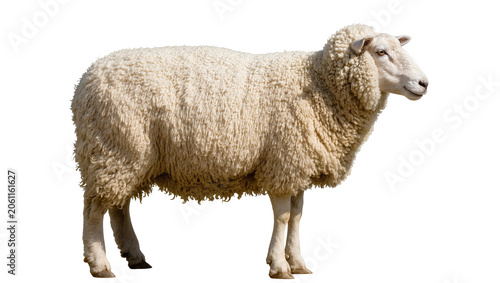 Obraz na płótnie Woolly sheep standing profile view white