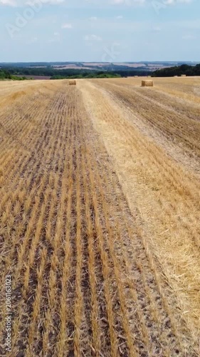 Aerial golden field with hay bales. The rows of cut crops textured landscape, agricultural rural tilt view