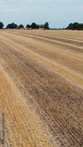 Aerial view of harvested wheat crop field with hay bales. Rural agricultural  landscape