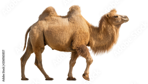 Fotografía Dromedary camel with one hump tan fur, walking profile view