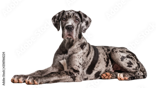 Canvas Print Merle Great Dane dog lying down looking at camera