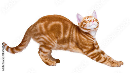 Принти на полотні Orange tabby cat stretching with eyes closed