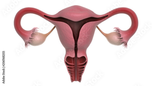 Quadro su tela Human female reproductive system uterus and ovaries