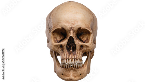 фотографія Human skull with open jaw and visible teeth