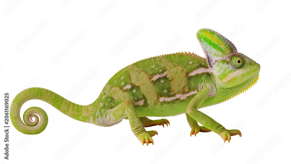 Fototapeta premium Green chameleon with crest on head and curled tail