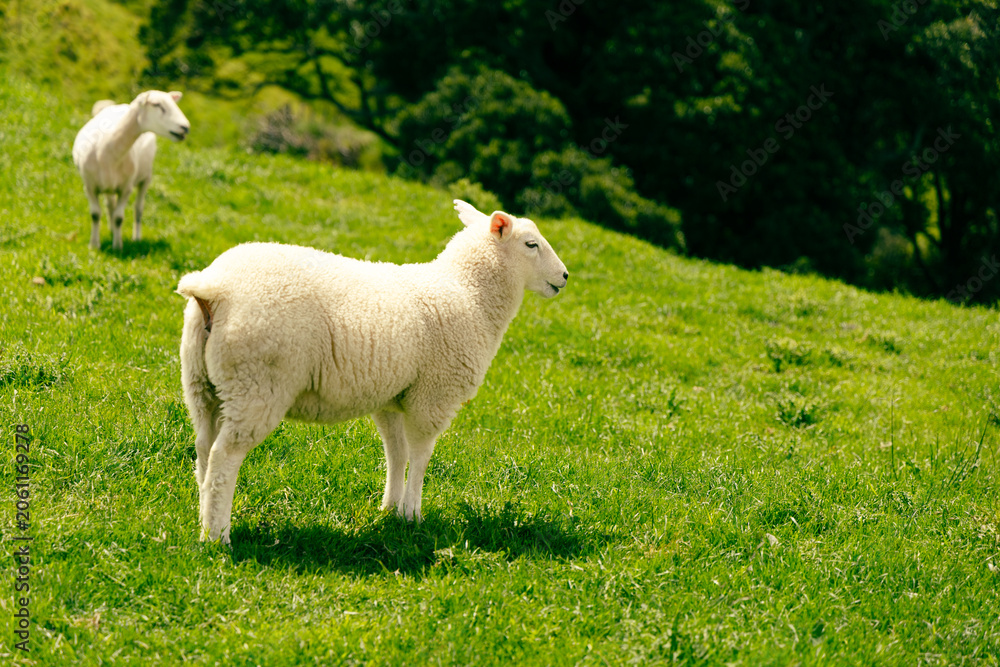 Obraz premium White Sheep Grazing Lush Green Hillside